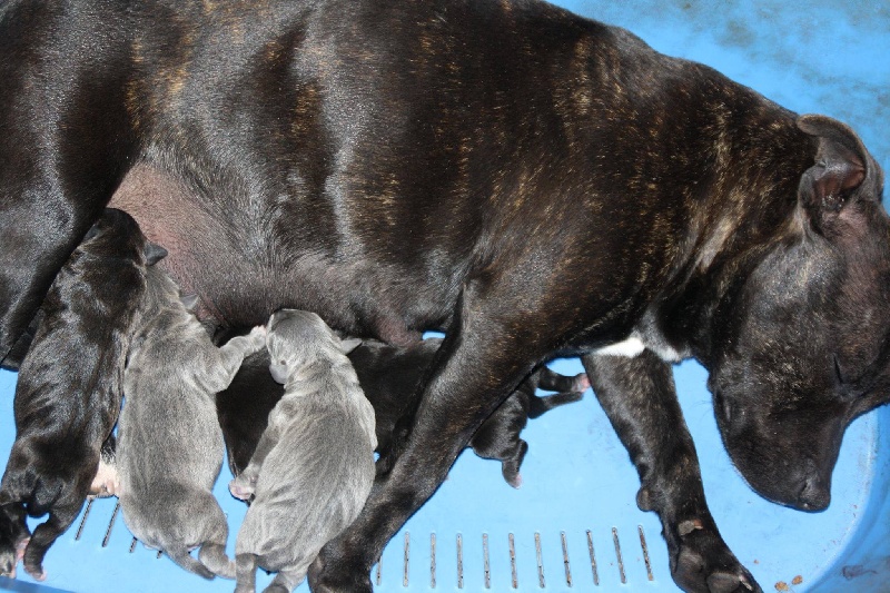des Chasseurs D'Ombre - Staffordshire Bull Terrier - Portée née le 23/02/2014