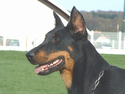 Tixie pandore des Chasseurs D'Ombre