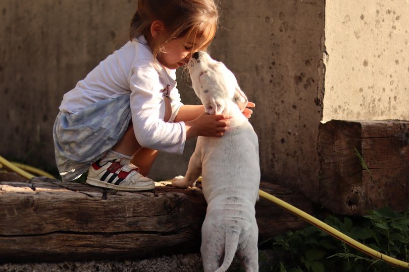 des Chasseurs D'Ombre - Chiots disponibles - Staffordshire Bull Terrier