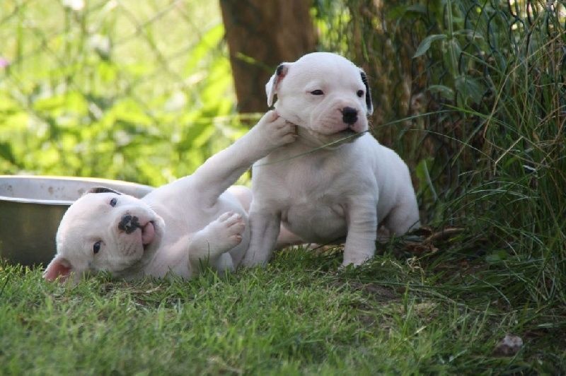 des Chasseurs D'Ombre - Staffordshire Bull Terrier - Portée née le 04/05/2015