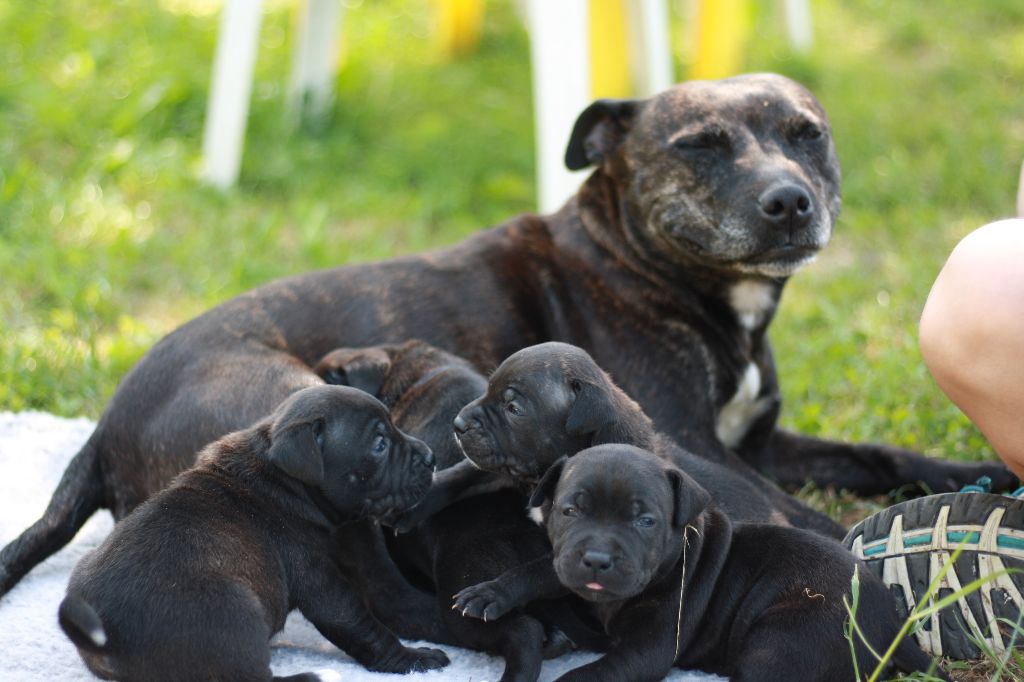 des Chasseurs D'Ombre - Staffordshire Bull Terrier - Portée née le 26/05/2017